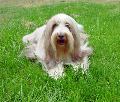 Meggie, a brown beardie, is resting in the grass facing the camera for her photo